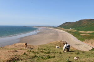 Beach landscape with horse.